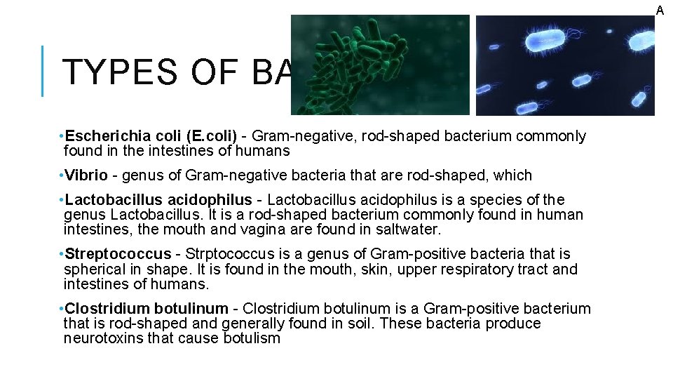 A TYPES OF BACTERIA • Escherichia coli (E. coli) - Gram-negative, rod-shaped bacterium commonly