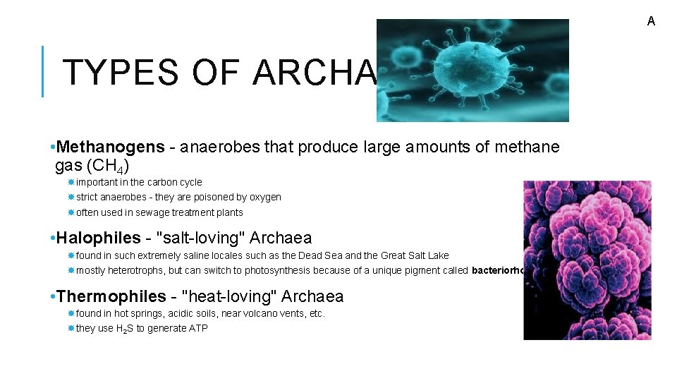 A TYPES OF ARCHAEA • Methanogens - anaerobes that produce large amounts of methane