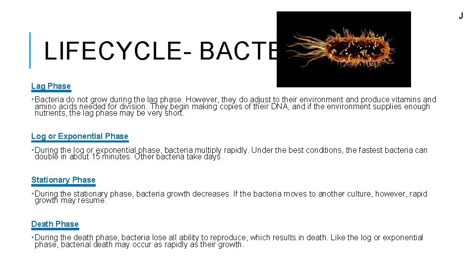J LIFECYCLE- BACTERIA Lag Phase • Bacteria do not grow during the lag phase.