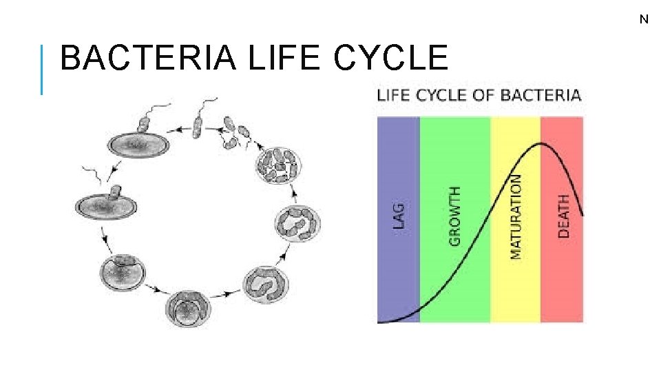 N BACTERIA LIFE CYCLE 