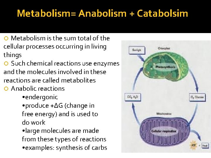 Metabolism= Anabolism + Catabolsim Metabolism is the sum total of the cellular processes occurring