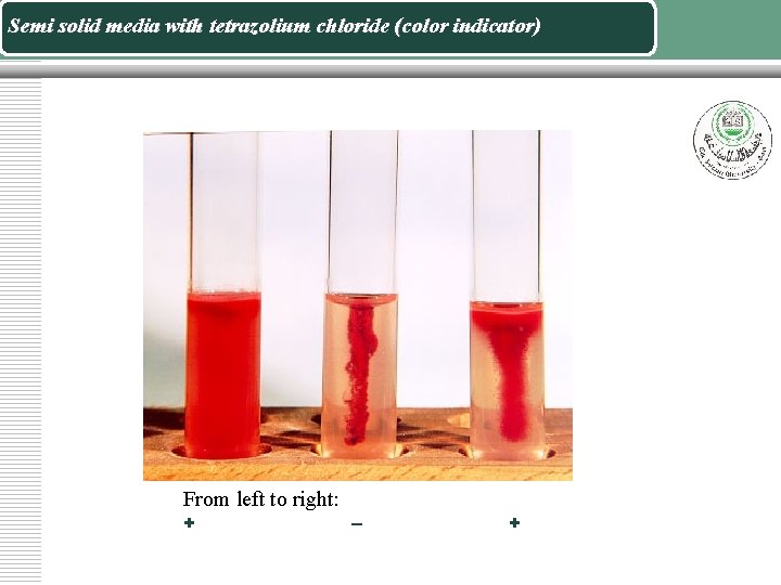 Semi solid media with tetrazolium chloride (color indicator) From left to right: + –