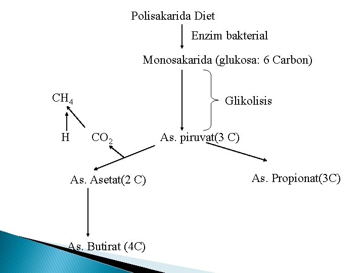 Polisakarida Diet Enzim bakterial Monosakarida (glukosa: 6 Carbon) CH 4 H Glikolisis CO 2