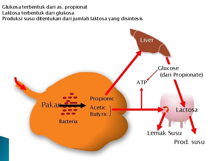 Glukosa terbentuk dari as. propionat Laktosa terbentuk dari glukosa Produksi susu ditentukan dari jumlah
