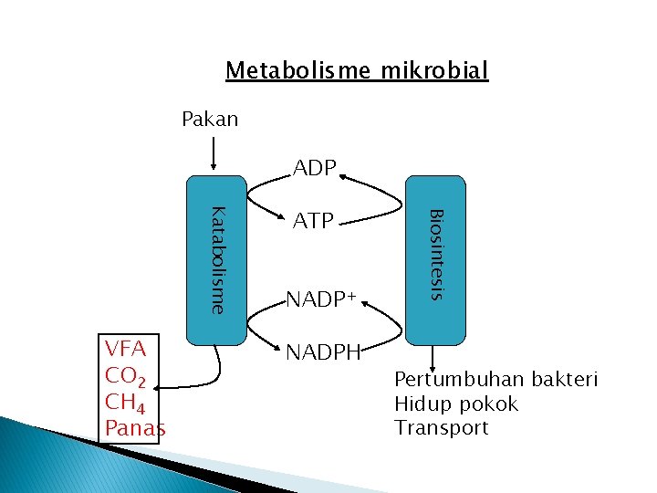 Metabolisme mikrobial Pakan ADP NADP+ NADPH Biosintesis Katabolisme VFA CO 2 CH 4 Panas