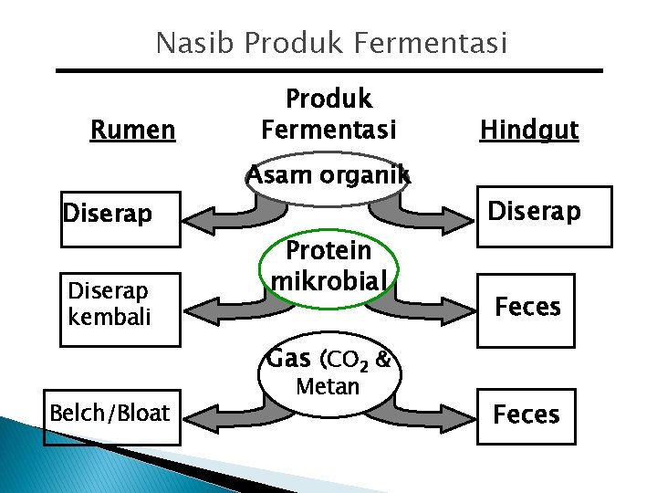 Nasib Produk Fermentasi Rumen Produk Fermentasi Asam organik Diserap kembali Protein mikrobial Hindgut Diserap