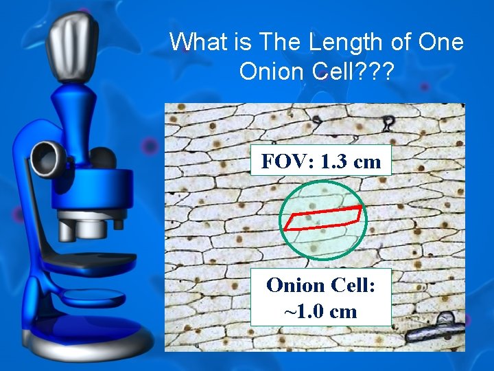 What is The Length of One Onion Cell? ? ? FOV: 1. 3 cm