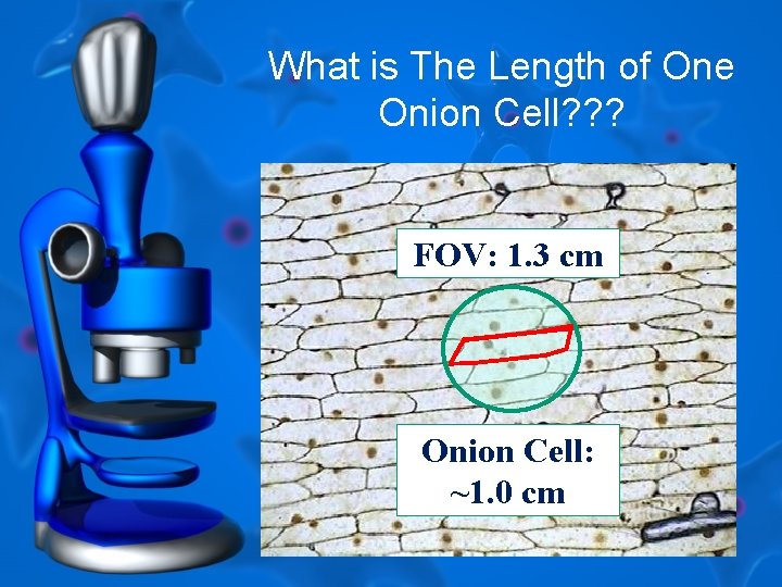 What is The Length of One Onion Cell? ? ? FOV: 1. 3 cm What is The Length of One Onion Cell? ? ? FOV: 1. 3 cm