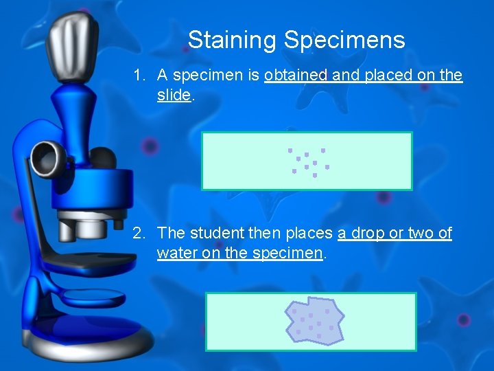 Staining Specimens 1. A specimen is obtained and placed on the slide. 2. The