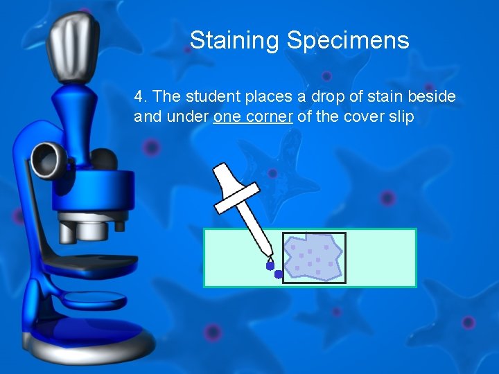 Staining Specimens 4. The student places a drop of stain beside and under one