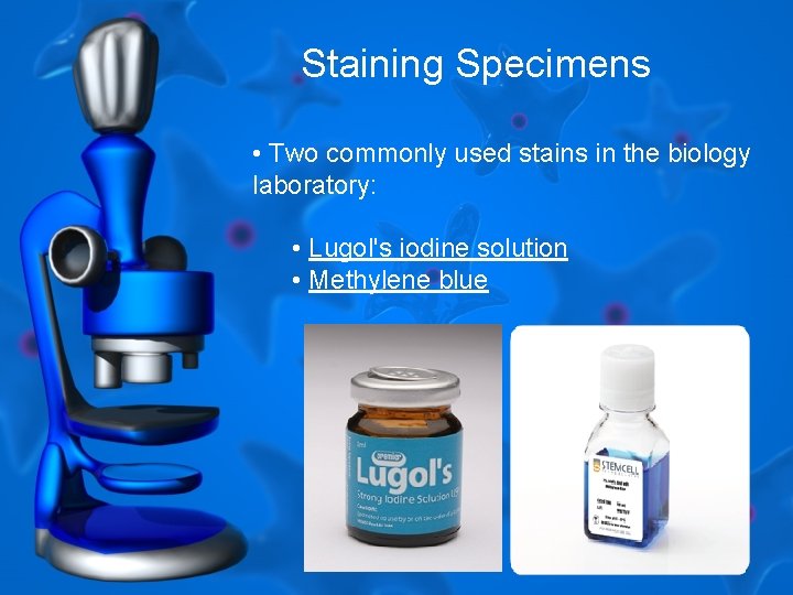 Staining Specimens • Two commonly used stains in the biology laboratory: • Lugol's iodine Staining Specimens • Two commonly used stains in the biology laboratory: • Lugol's iodine