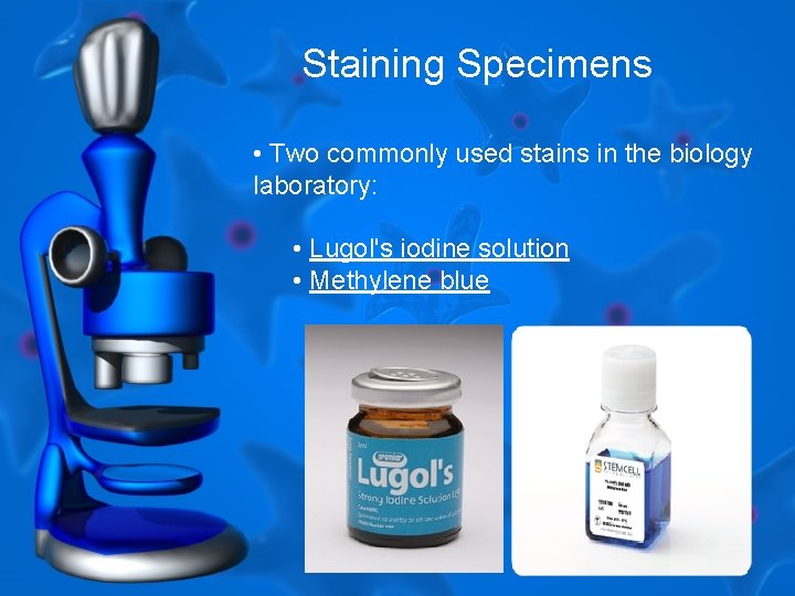 Staining Specimens • Two commonly used stains in the biology laboratory: • Lugol's iodine