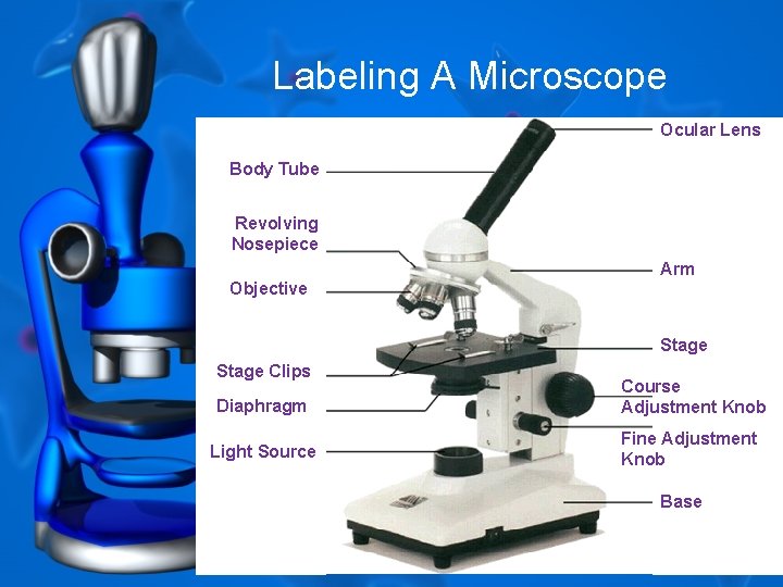 Labeling A Microscope Ocular Lens Body Tube Revolving Nosepiece Arm Objective Stage Clips Diaphragm