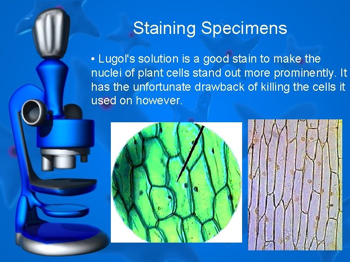 Staining Specimens • Lugol's solution is a good stain to make the nuclei of