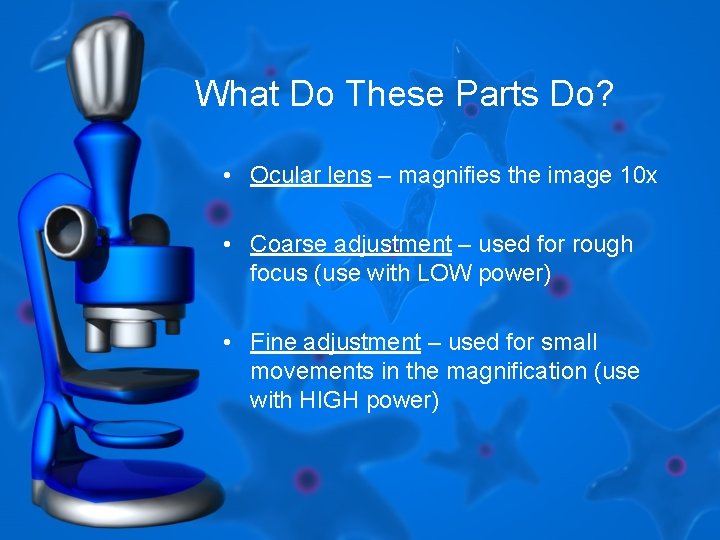 What Do These Parts Do? • Ocular lens – magnifies the image 10 x