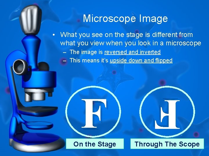 Microscope Image • What you see on the stage is different from what you