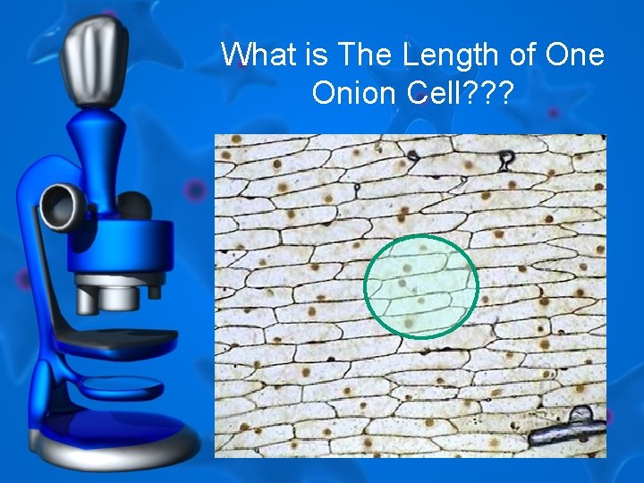 What is The Length of One Onion Cell? ? ? 