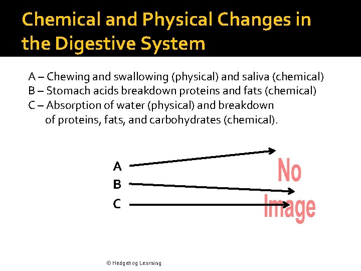 Chemical and Physical Changes in the Digestive System A – Chewing and swallowing (physical)