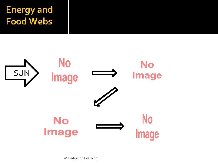 Energy and Food Webs SUN © Hedgehog Learning 