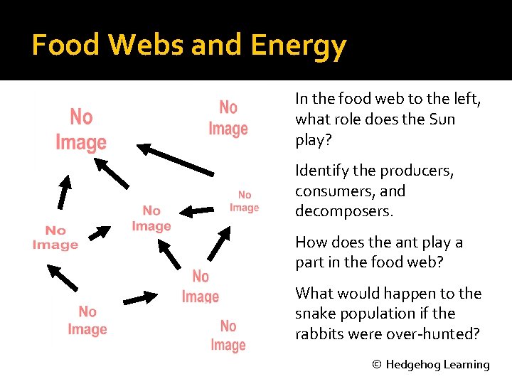 Food Webs and Energy In the food web to the left, what role does