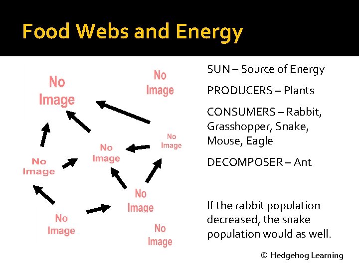 Food Webs and Energy SUN – Source of Energy PRODUCERS – Plants CONSUMERS –