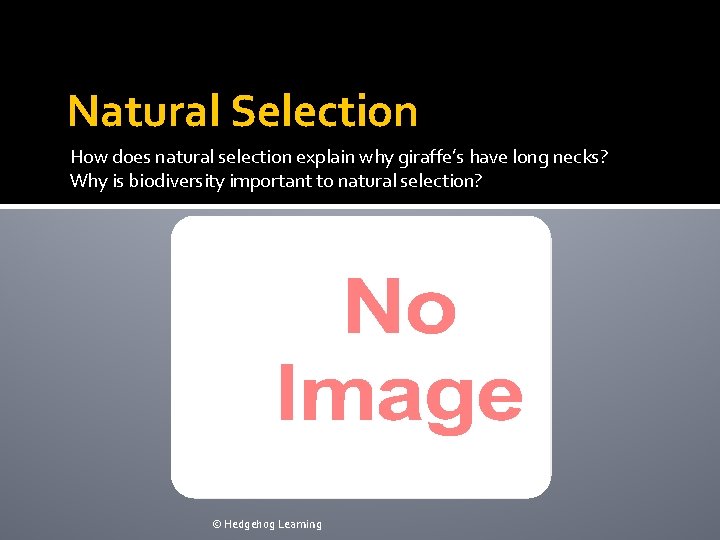 Natural Selection How does natural selection explain why giraffe’s have long necks? Why is