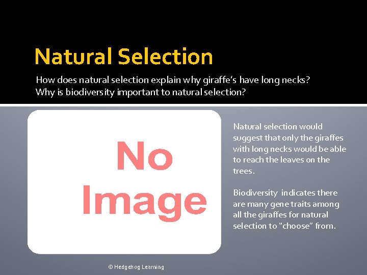 Natural Selection How does natural selection explain why giraffe’s have long necks? Why is