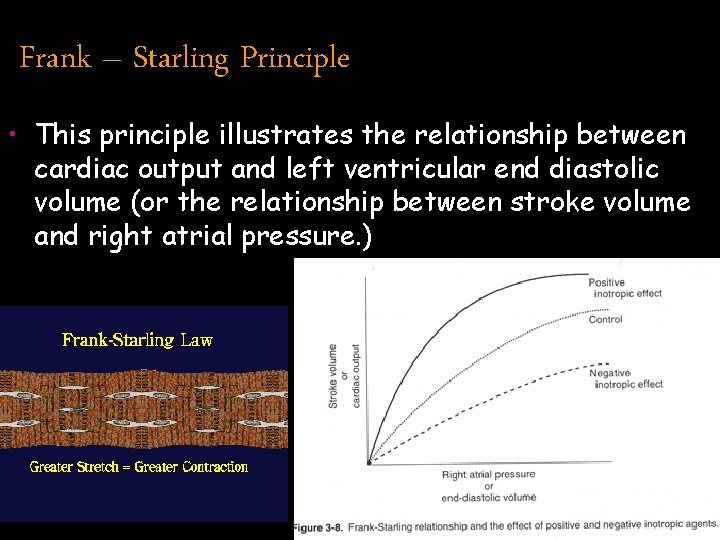 Frank – Starling Principle • This principle illustrates the relationship between cardiac output and
