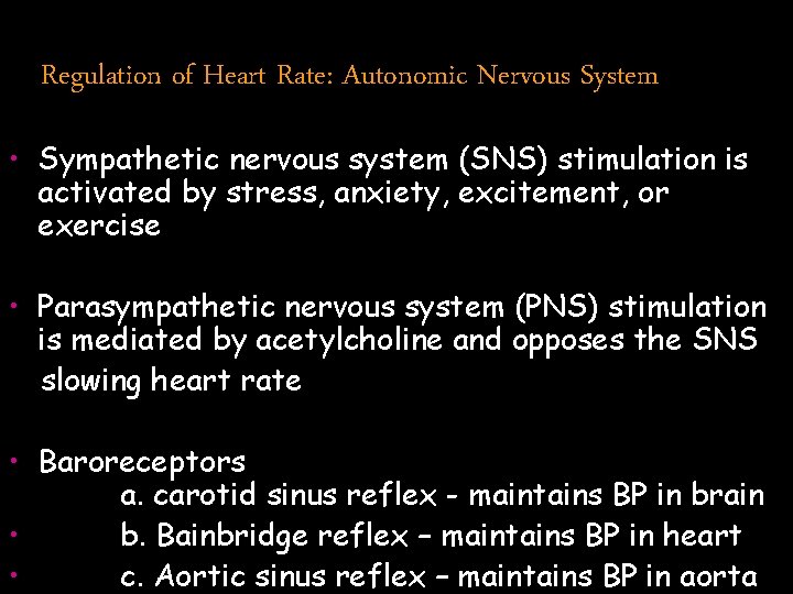 Regulation of Heart Rate: Autonomic Nervous System • Sympathetic nervous system (SNS) stimulation is