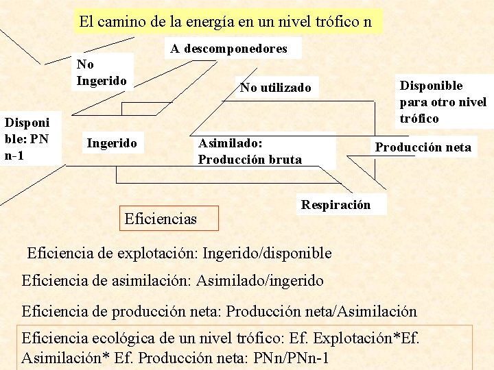 El camino de la energía en un nivel trófico n A descomponedores No Ingerido