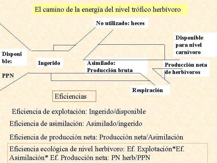 El camino de la energía del nivel trófico herbívoro No utilizado: heces Disponi ble: