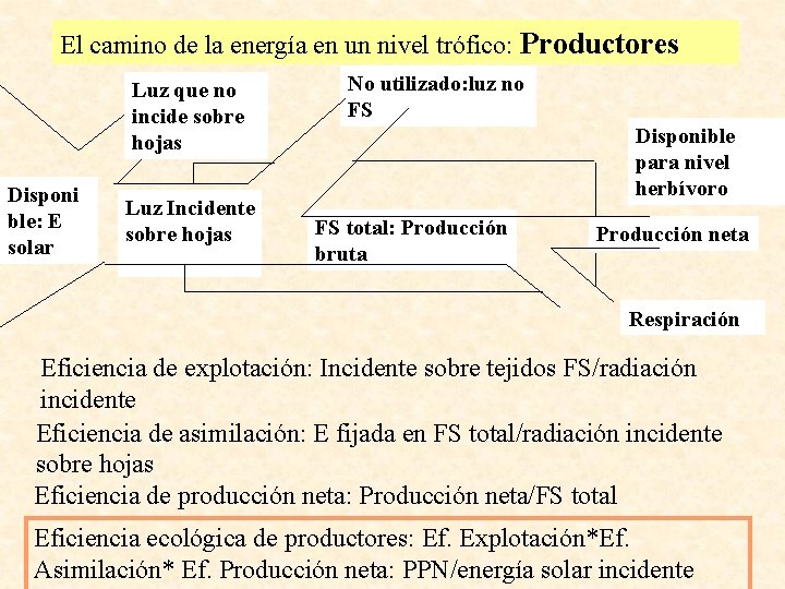 El camino de la energía en un nivel trófico: Productores Luz que no incide