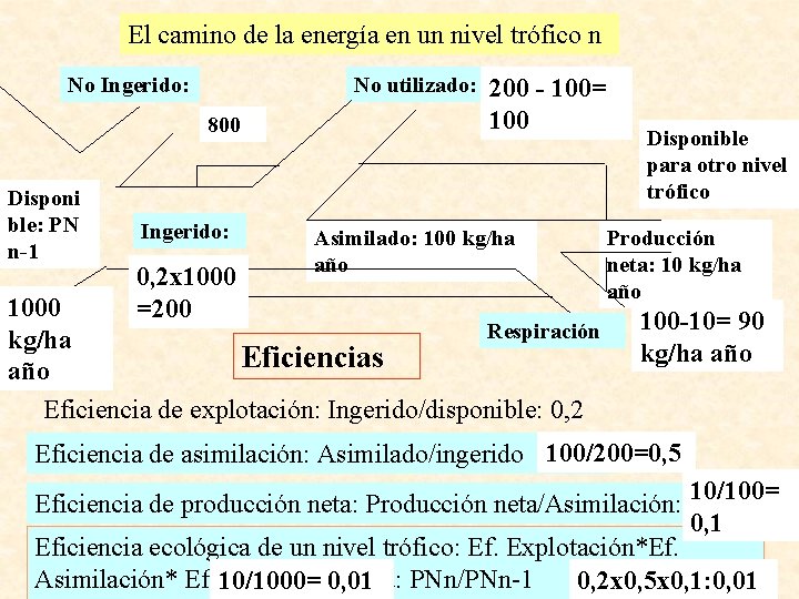 El camino de la energía en un nivel trófico n No Ingerido: No utilizado: