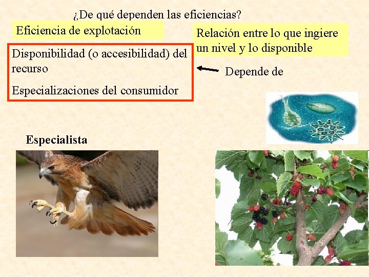 ¿De qué dependen las eficiencias? Eficiencia de explotación Relación entre lo que ingiere Disponibilidad