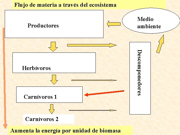 Flujo de materia a través del ecosistema Productores Carnívoros 1 Carnívoros 2 Aumenta la