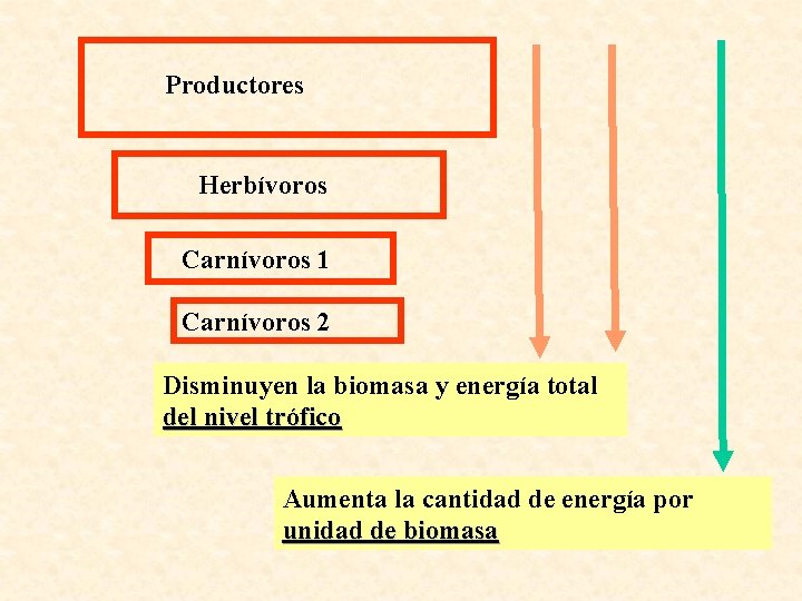 Productores Herbívoros Carnívoros 1 Carnívoros 2 Disminuyen la biomasa y energía total del nivel