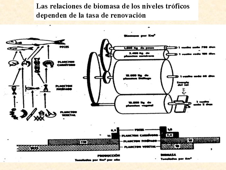 Las relaciones de biomasa de los niveles tróficos dependen de la tasa de renovación