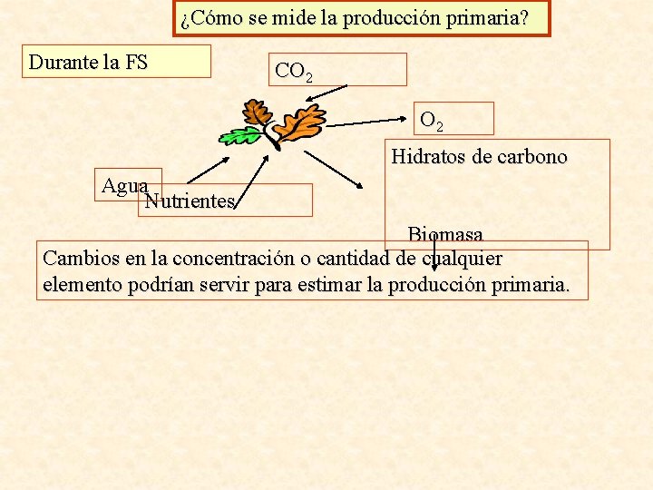 ¿Cómo se mide la producción primaria? Durante la FS CO 2 Hidratos de carbono
