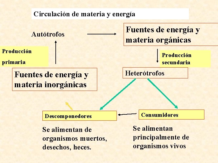 Circulación de materia y energía Autótrofos Producción Fuentes de energía y materia orgánicas Producción