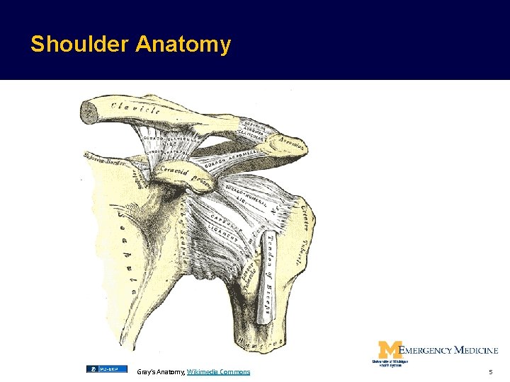 Shoulder Anatomy Gray’s Anatomy, Wikimedia Commons 5  Shoulder Anatomy Gray’s Anatomy, Wikimedia Commons 5