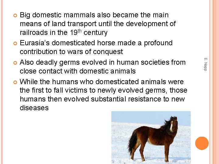 Big domestic mammals also became the main means of land transport until the development