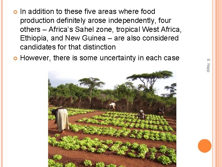 In addition to these five areas where food production definitely arose independently, four others