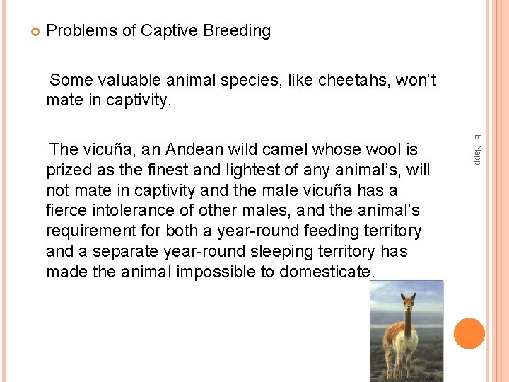  Problems of Captive Breeding Some valuable animal species, like cheetahs, won’t mate in