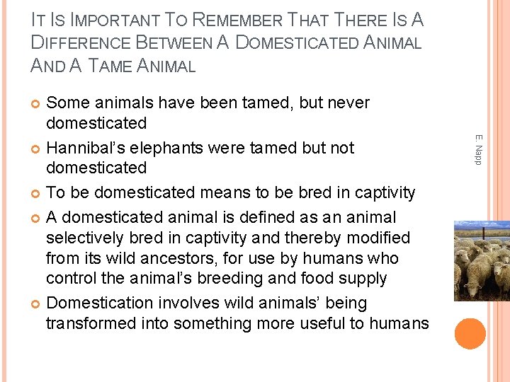 IT IS IMPORTANT TO REMEMBER THAT THERE IS A DIFFERENCE BETWEEN A DOMESTICATED ANIMAL
