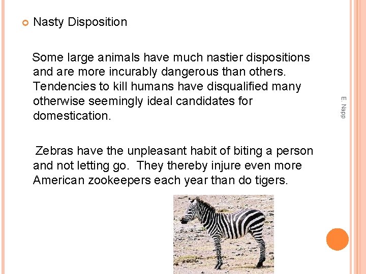  Nasty Disposition Zebras have the unpleasant habit of biting a person and not