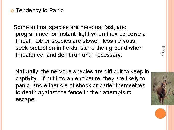  Tendency to Panic Naturally, the nervous species are difficult to keep in captivity.
