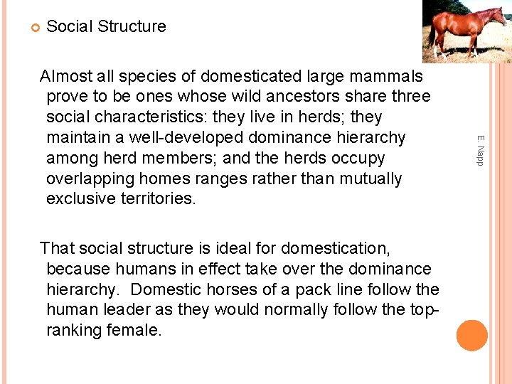  Social Structure That social structure is ideal for domestication, because humans in effect