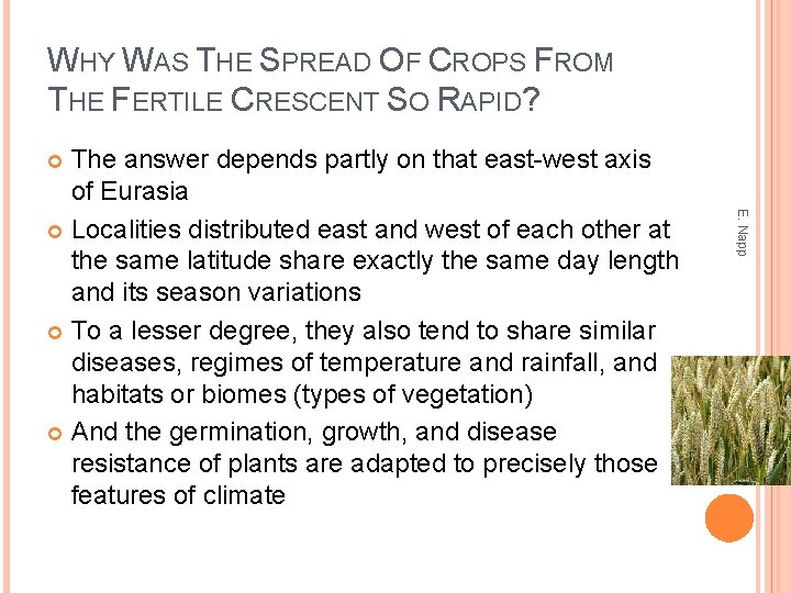 WHY WAS THE SPREAD OF CROPS FROM THE FERTILE CRESCENT SO RAPID? The answer
