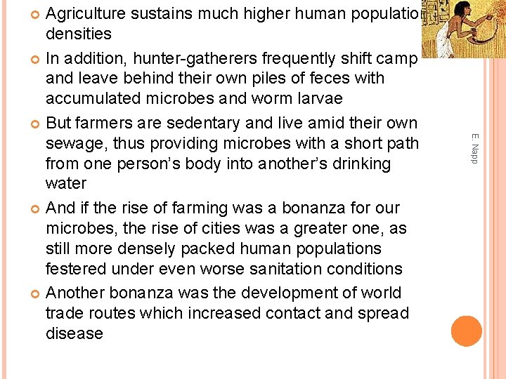 Agriculture sustains much higher human population densities In addition, hunter-gatherers frequently shift camp and
