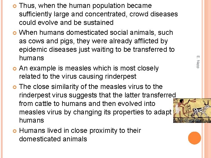 Thus, when the human population became sufficiently large and concentrated, crowd diseases could evolve